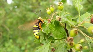 Hoornaarsvlinder - Hornet Moth