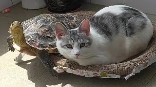 CAN A TURTLE🐢 BE FRIENDS WITH A 😺CAT | 👍ANIMALS