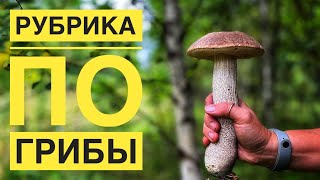 Моя поездка за грибами в 2022 году/Тихая охота в 2022 году/Охота за грибами