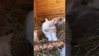 cute funny rabbit 🤣😂