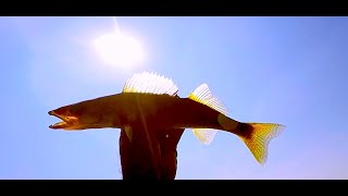 Shore Walleye on the Bobber.