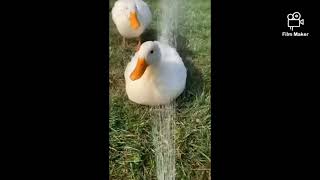 duck sound