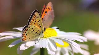 Lycaena tityrus, the Sooty copper butterfly