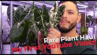 Rare House Plant Unboxing + My First YouTube Video + Variegated Alocasia Frydek