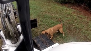 Dog Attacks my Trackhoe!! Bobcat Excavator Trackhoe Digger Mini Ex