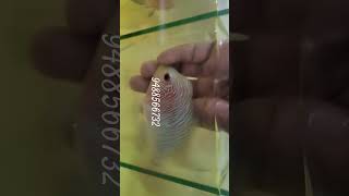 flowerhorn egg laying available at best price