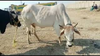 New faresion bull and dajjal cow Video