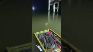 Amazing Rural Fishing Video 🐟 Best Asian Fishing Technique 🐟 #shorts