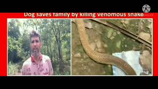 A dog saves a family by killing a snake,Karwar goan video