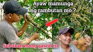 GANITO ANG GINAWA KO SA RAMBUTAN KONG AYAW MAMUNGA AT NAGULAT AKO SA RESULTA, PANOORIN AT SUBUKAN MO