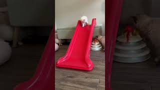 Watching the kittens try to climb up the slide is my new favorite thing