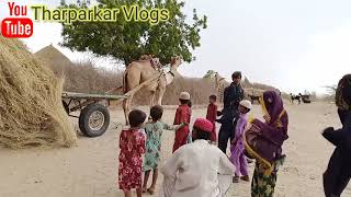 Tharparkar camel cart