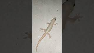 A LIZARD SCARED ME😅 RUN| 1Sub Thxs