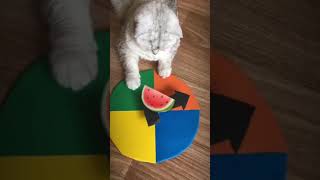 Cat hates broccoli but likes watermelon