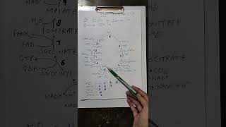 Krebs Cycle|TCA Cycle Learning Tricks|NEET|NCERT|Biology #shorts