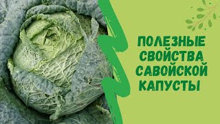 👍🌿Полезные свойства Савойской капусты