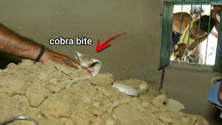 फर्श तोड़ फुंकारता निकल आया गुस्सैल नाग,नज़ारा देख उड़ जाएंगे होश।Angry Cobra hidden under floor