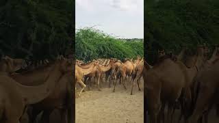 Camels running time #shorts #shortvideo #youtubeshorts