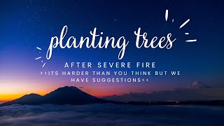 Increasing Post-Wildfire Planted Seedling Survival