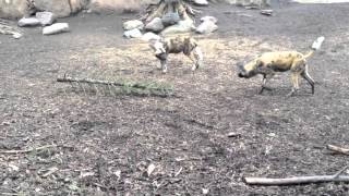 Playful African Wild Dogs at Brookfield Zoo