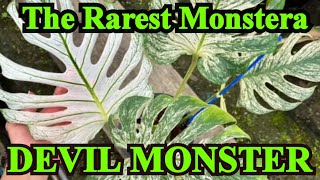 The Rarest Monstera Devil Monster | The Unicorn of Plants #monsteradevilmonster #devilmonster devi