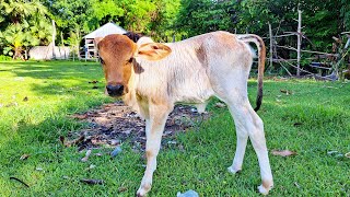 Cute and Adorable baby cow calf