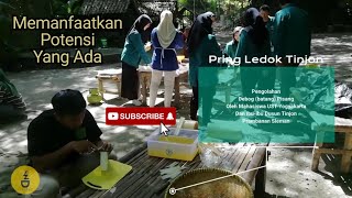 Pengolahan Debog Pisang Jadi Kripik Uenakkk... Dusun Tinjon bergerak !!!