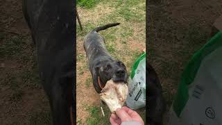 Give a dog a bone