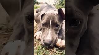 pitbull daku this is the most dangerous dog in the world #shorts #viral #shortsfeed #pitbull #dog