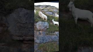 #animals #goat #humor da fellas fishing #funny #youtubeshorts #tiktokvideo