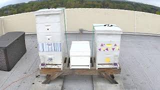 ProAssurance Rooftop Bees Livestream