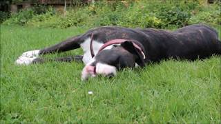 This Boxer Puppy Has The Life! Cute Dog Video!