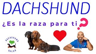 PERRO SALCHICHA: ¿ES LA RAZA PARA TI?