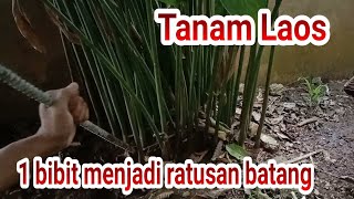 Tanam lengkuas, satu batang bibit, tumbuh rimbun jadi ratusan batang dalam setahun