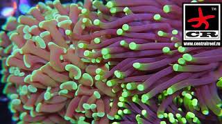 Euphyllia coral