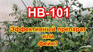 НВ-101. Проверяю, действует ли препарат. Обработка семян