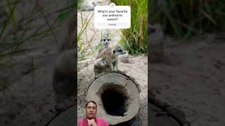 Adorable Baby Meerkats Steal the Show at San Antonio Zoo! 😍🐾 #meerkat #SanAntonioZoo #shortsvideo