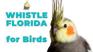 FLORIDA WHISTLE - Cockatiel Sounds - Parrot Whistle - Whistling Songs For Birds