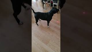 Dog Going Crazy Red Dot!