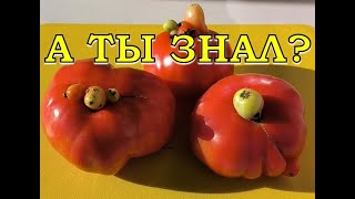 Вторичный рост ТОМАТОВ: почему так бывает и можно ли их есть?🍅🍅🍅