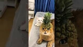 Cat Pineapple Helmet #shorts