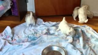 VID_20140504_104452.mp4