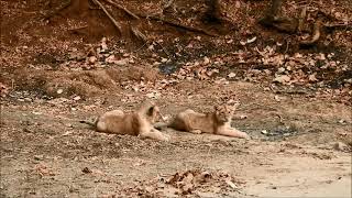 asiatic lioness with cubs 3