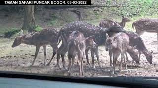 Suasana taman safari puncak bogor sekarang ada ada yg lain....