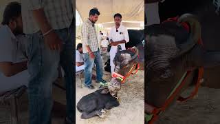 Three buffalo sale num-6239475398#viral #cow #pdfajagraon #farmer #farming #buffalow #animals