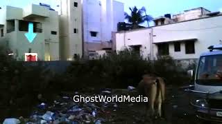 Real Ghost Caught Near Cow   Ghost Walking On Wall   GhostWorldMedia