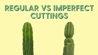 Regular vs Imperfect San Pedro Cactus Cuttings