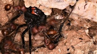 Black Widow and Ants (Warning: May be disturbing to some viewers)