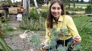 Senecio azul, venha fazer mudas comigo! Dicas de  cultivo