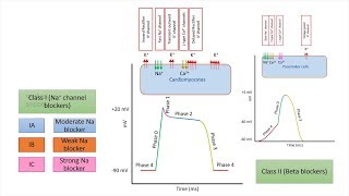 Antiarrhythmic drugs/ agents | Chapter 3: Classification and Mechanism of Action (Made Easy)